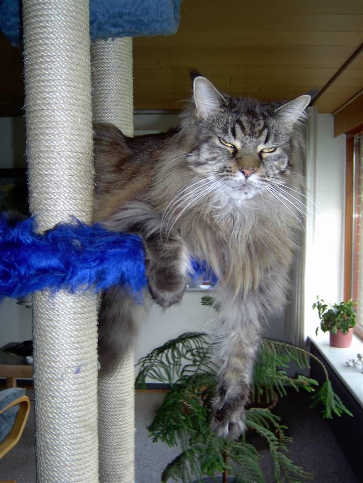 Maine Coon Ice R.I.P - jamen hej da billede 12