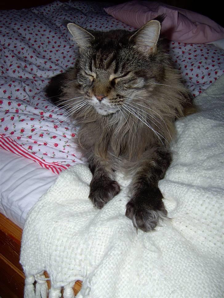 Maine Coon Ice R.I.P - er jeg ikke bare vidunderlig billede 13