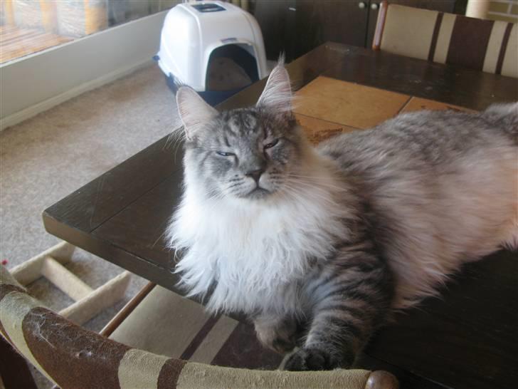 Maine Coon Let it be(Tiger) billede 2