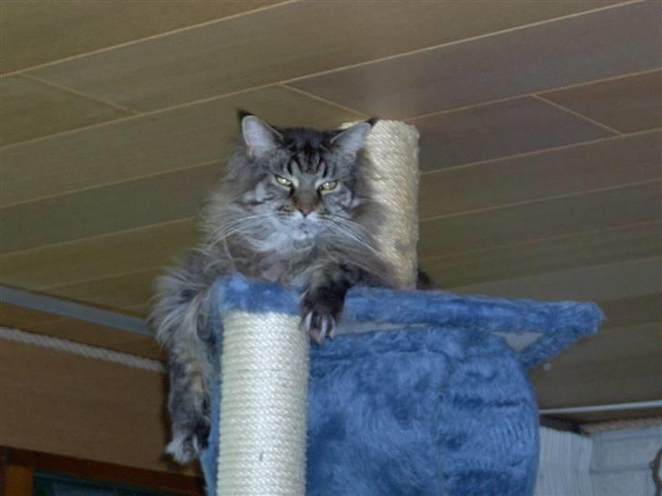 Maine Coon Ice R.I.P - her kan jeg se alt billede 14