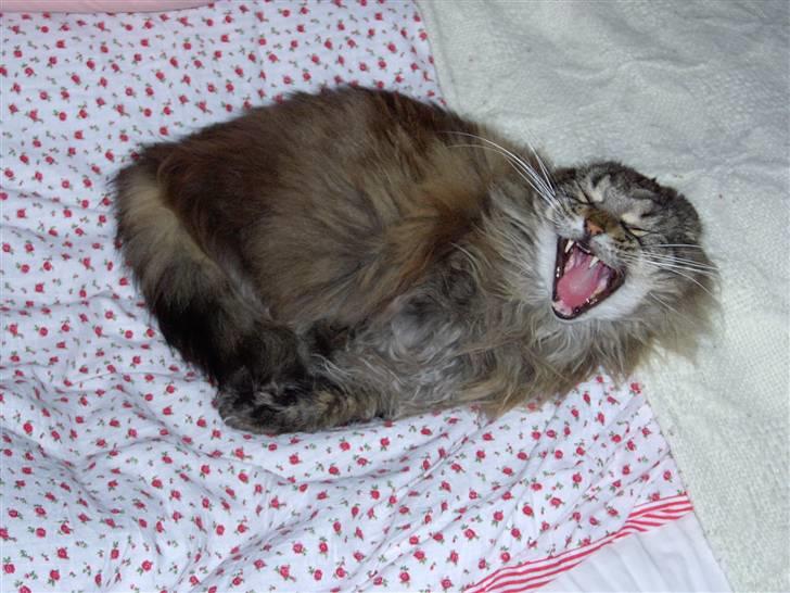 Maine Coon Ice R.I.P - brøøøl igen billede 15