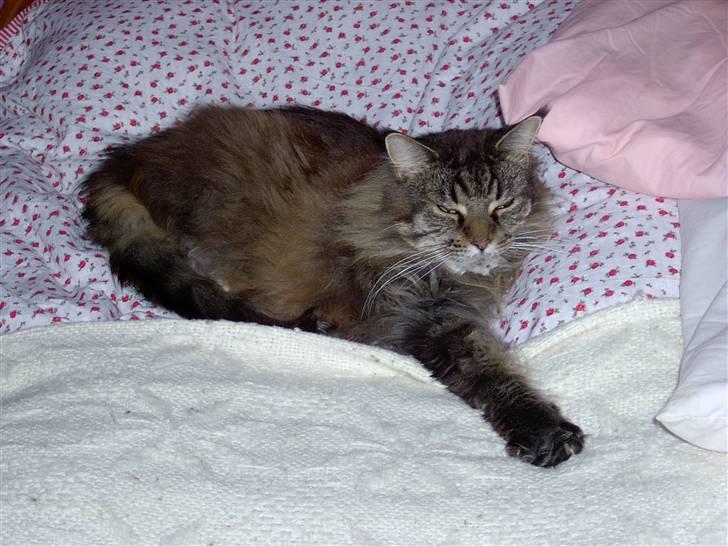 Maine Coon Ice R.I.P - arhh skønt billede 16