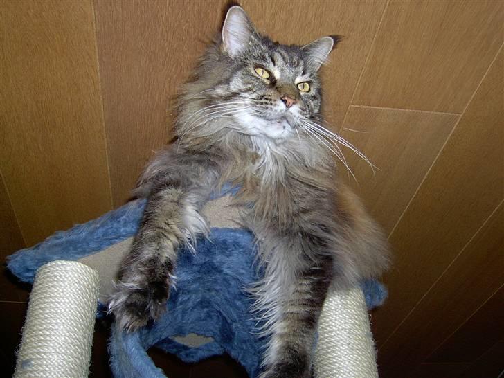 Maine Coon Ice R.I.P - hva laver i der nede ! billede 17