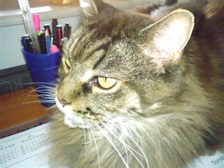 Maine Coon Ice R.I.P - hejza billede 18