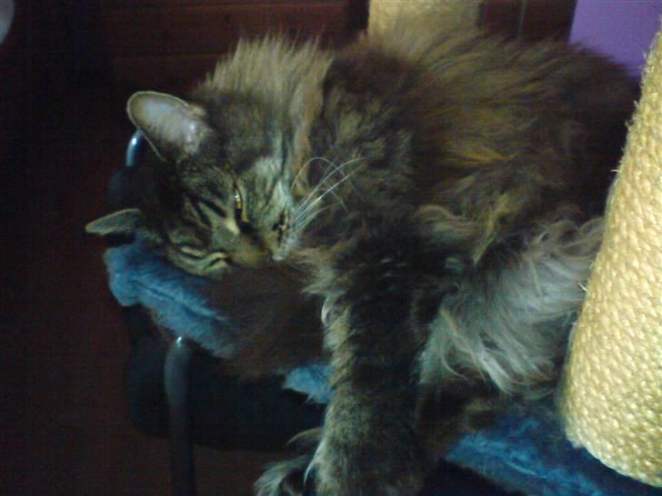Maine Coon Ice R.I.P - tossede kat billede 19
