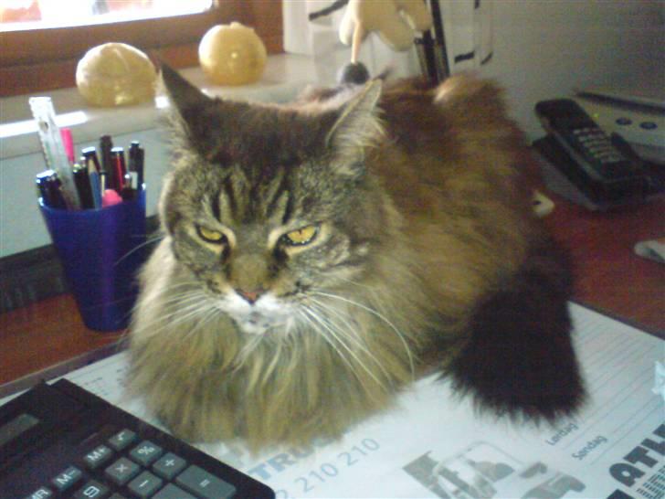 Maine Coon Ice R.I.P - hejsa.. hva har du gang i ? billede 20