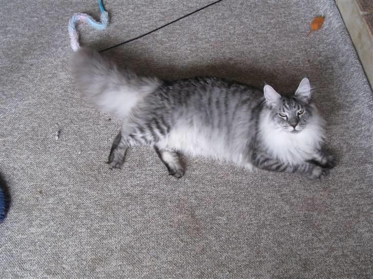 Maine Coon Let it be(Tiger) billede 3