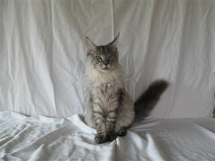 Maine Coon Let it be(Tiger) billede 4