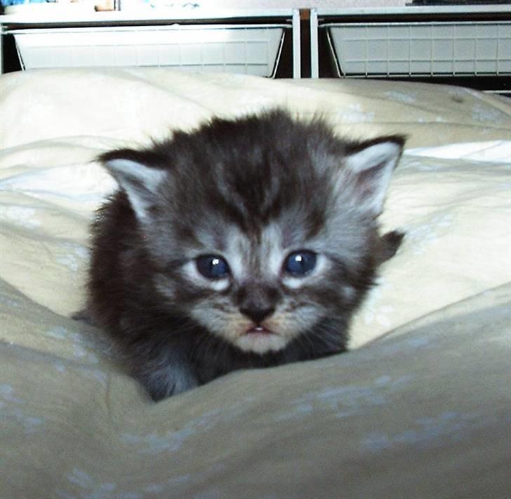 Maine Coon Let it be(Tiger) billede 5