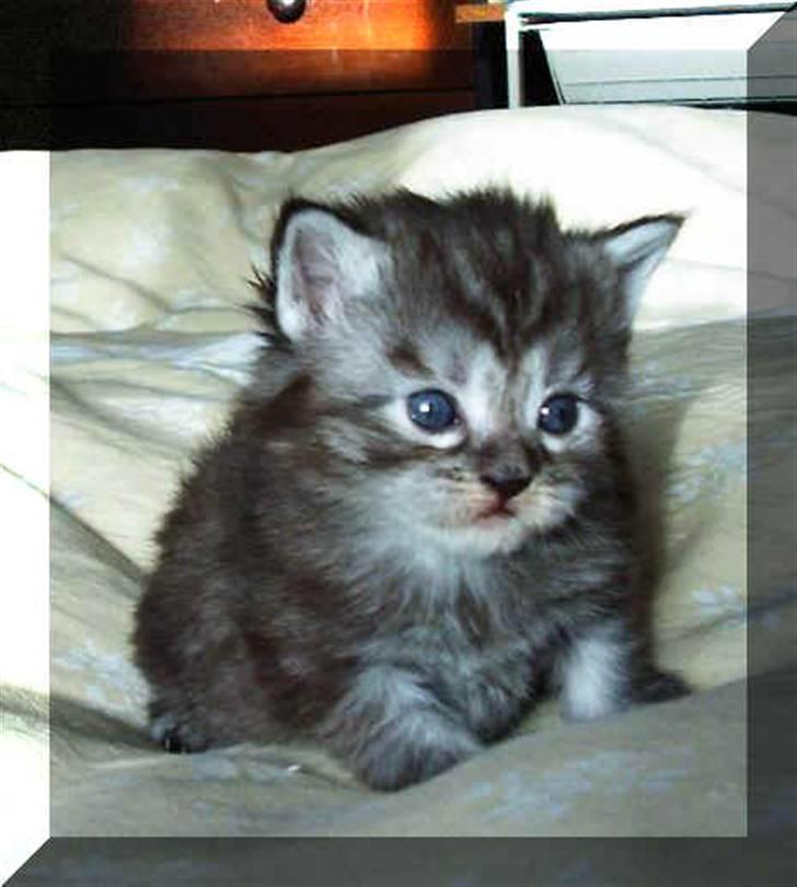 Maine Coon Let it be(Tiger) billede 6