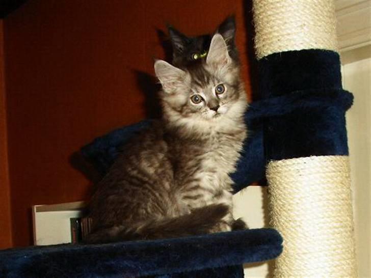 Maine Coon Let it be(Tiger) billede 7