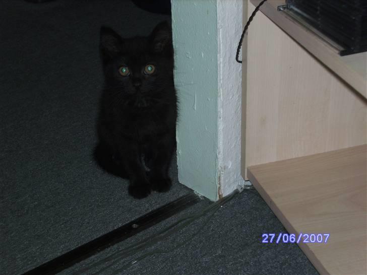 Huskat missy billede 4