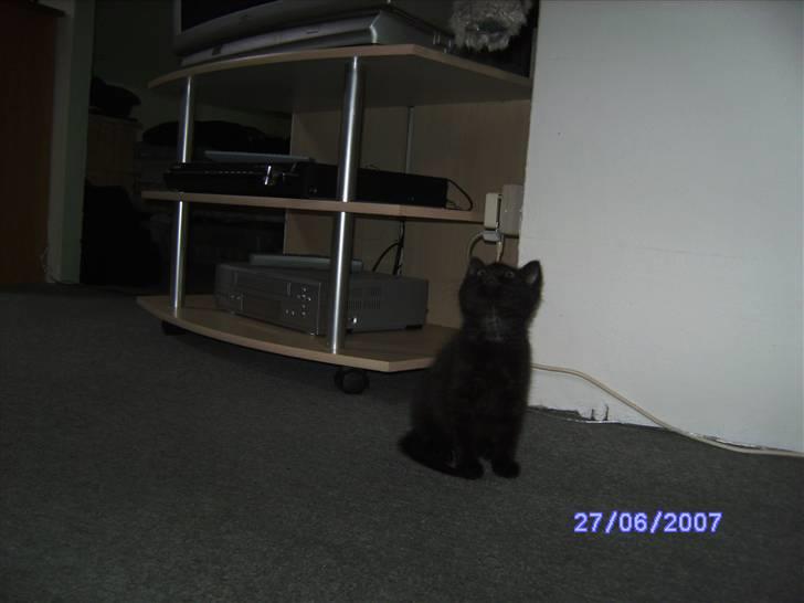 Huskat missy billede 5