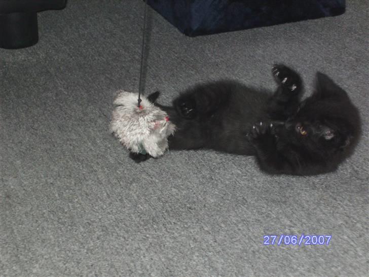 Huskat missy - ANGRIB billede 6