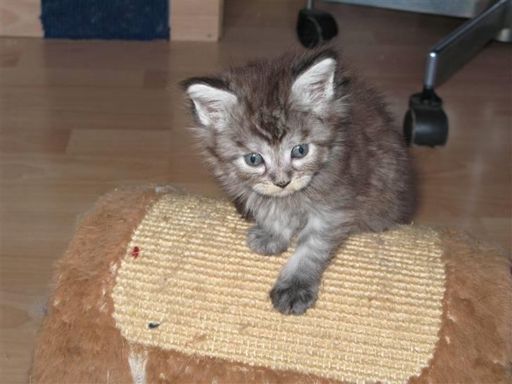 Maine Coon Let it be(Tiger) billede 8