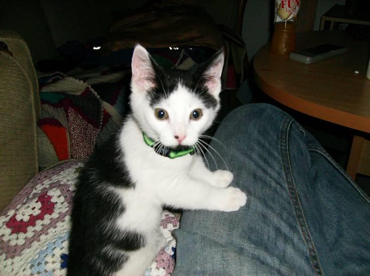 Huskat HAMMES R.I.P love you! billede 1