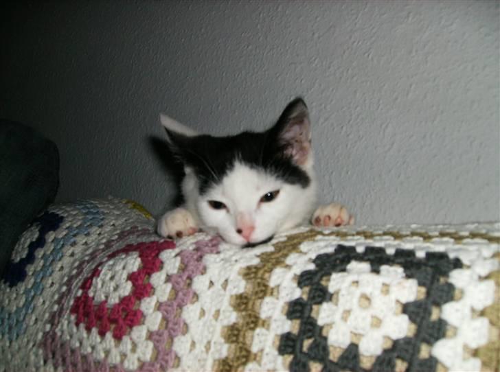 Huskat HAMMES R.I.P love you! billede 2