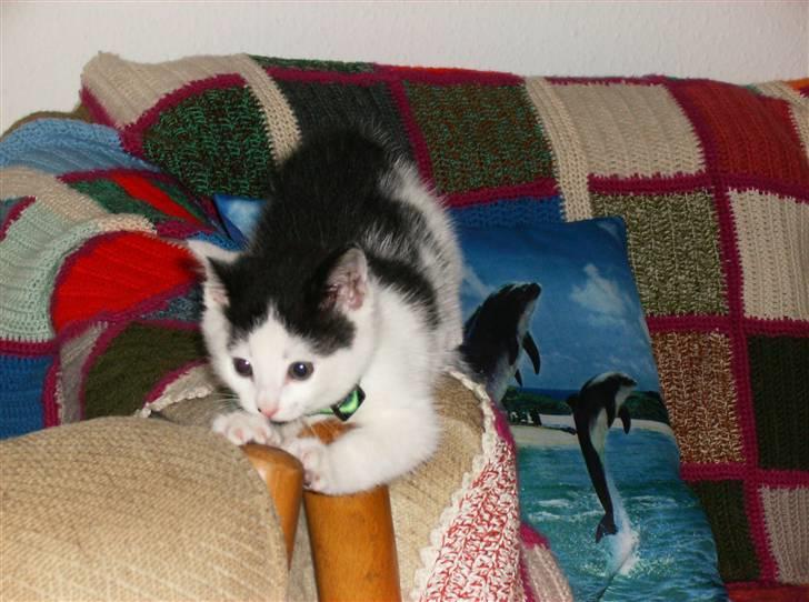 Huskat HAMMES R.I.P love you! billede 3