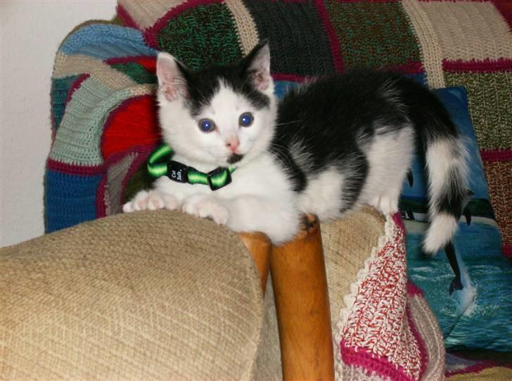 Huskat HAMMES R.I.P love you! billede 4