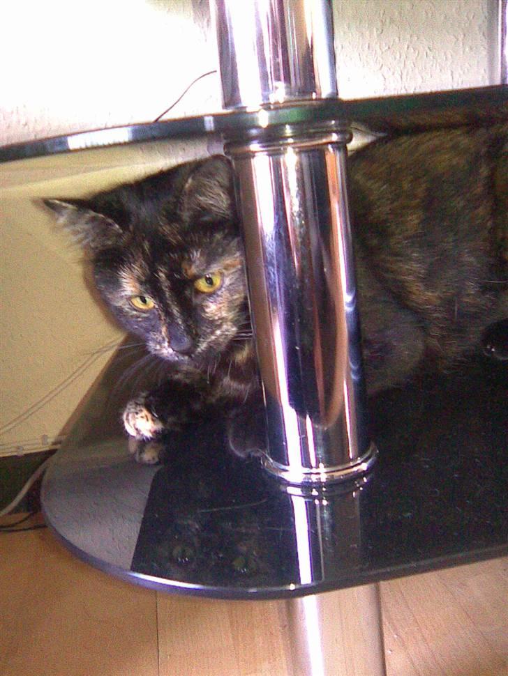 Blanding af racer Qba R.I.P billede 1