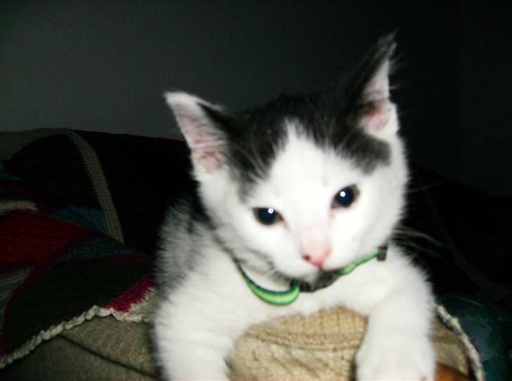 Huskat HAMMES R.I.P love you! billede 5