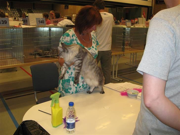 Maine Coon Let it be(Tiger) billede 9