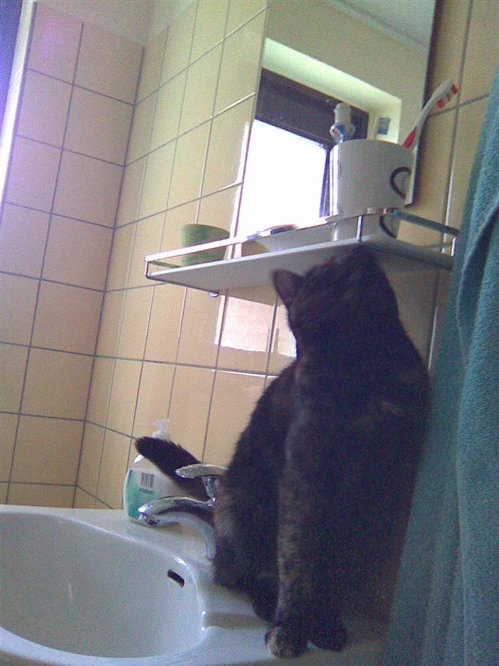 Blanding af racer Qba R.I.P - Qba på afveje... ;) billede 2