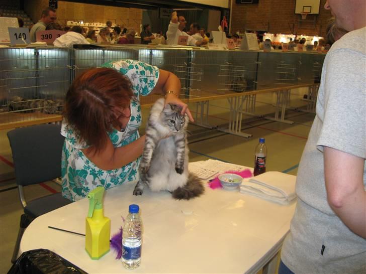 Maine Coon Let it be(Tiger) billede 10