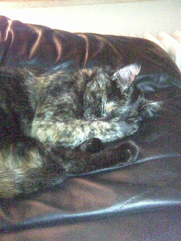 Blanding af racer Qba R.I.P - er hun ikk nuser... :) billede 3