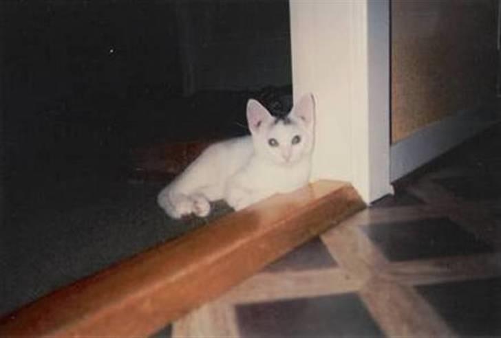 Huskat Elvis - R.I.P. smukke <3 - Elviiisss´K som Kylliinngggggg :) billede 14