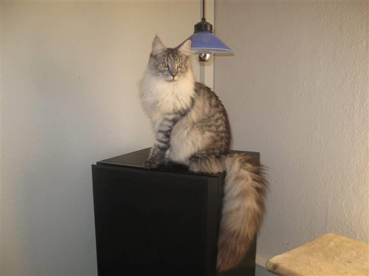 Maine Coon Let it be(Tiger) billede 11