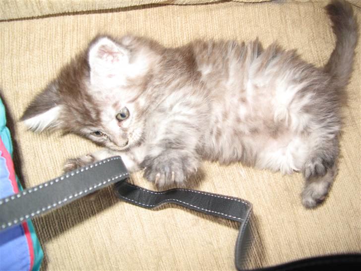 Maine Coon Let it be(Tiger) billede 12