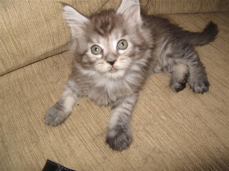 Maine Coon Let it be(Tiger) billede 13
