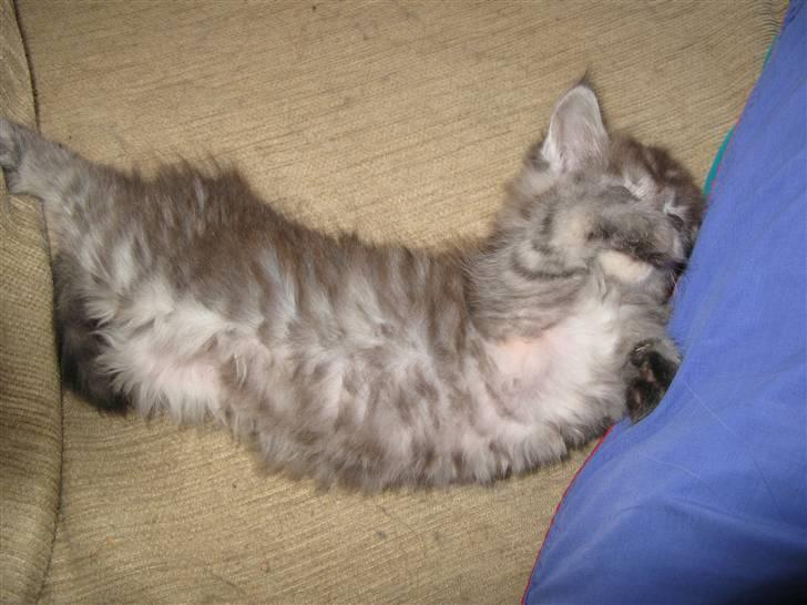 Maine Coon Let it be(Tiger) billede 14