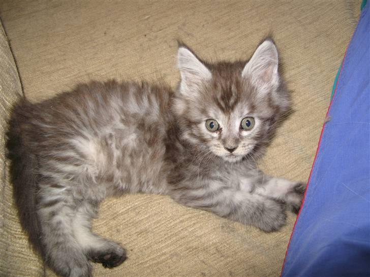 Maine Coon Let it be(Tiger) billede 15