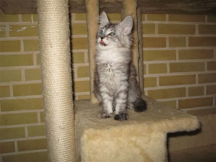 Maine Coon Let it be(Tiger) billede 16