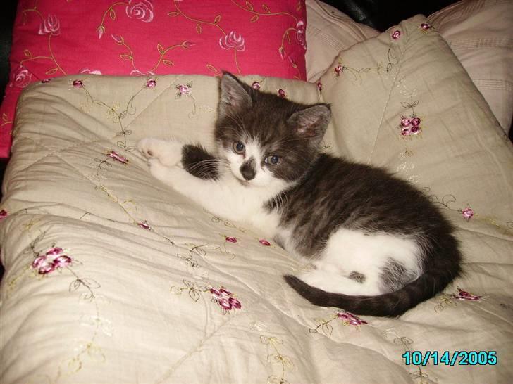 Huskat Herman - 05 - Herman den aften vi fik ham. Er han ikke bare sød, den bitte charmetrold billede 1