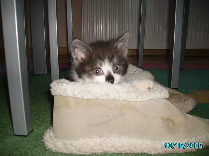 Huskat Herman - Kan du finde mig ? billede 2