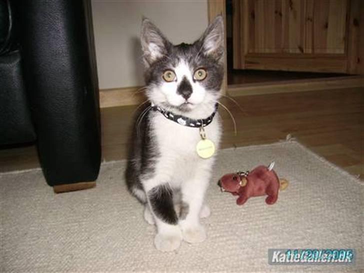 Huskat Herman - 05 - Herman har lige fået sit halsbånd med navn billede 4