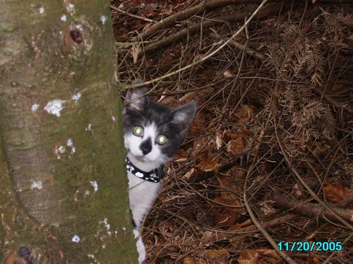 Huskat Herman - 05- Så skal halsbåndet vises frem. Her er Herman ikke særlig gammel. Vi har taget ham med i skoven og han har ikke snor på, han render bare efter os, hvor vi gik. Retty sjovt billede 5