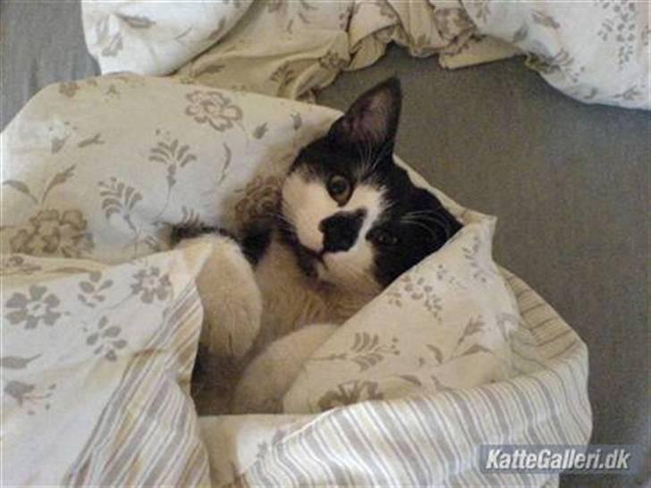 Huskat Herman - Sådan vågner jeg op hver morgen, det er retty hyggeligt, især om vinteren :) billede 6