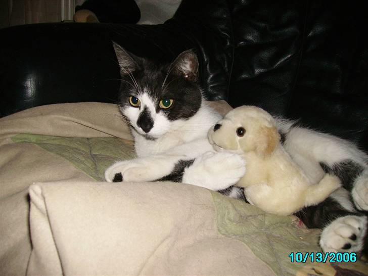 Huskat Herman - Det er min bamse, gå væk... billede 7