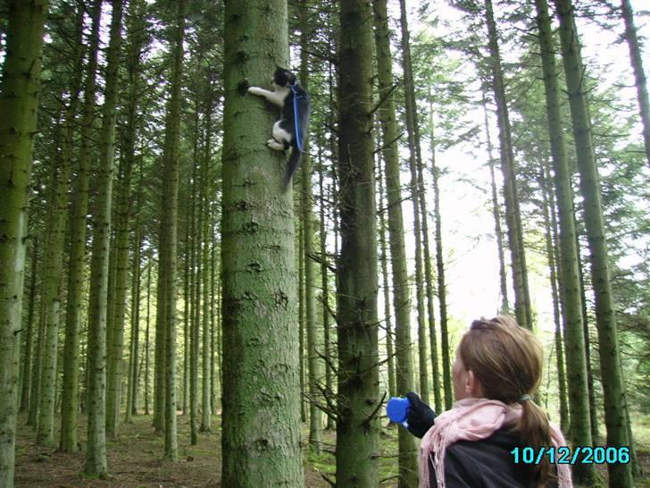 Huskat Herman - Herman udforsker lige skovens samlige træer billede 8