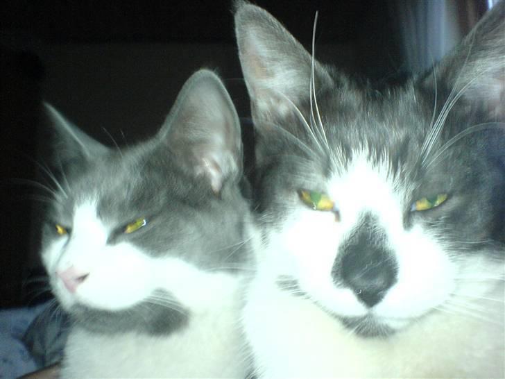 Huskat Herman - Dette er Herman(til højre) og hans bror Felix (til venstre). Det var da de var yngre og stadig legede. Sådan vågende jeg om natten, da de begge lå på min mave billede 9