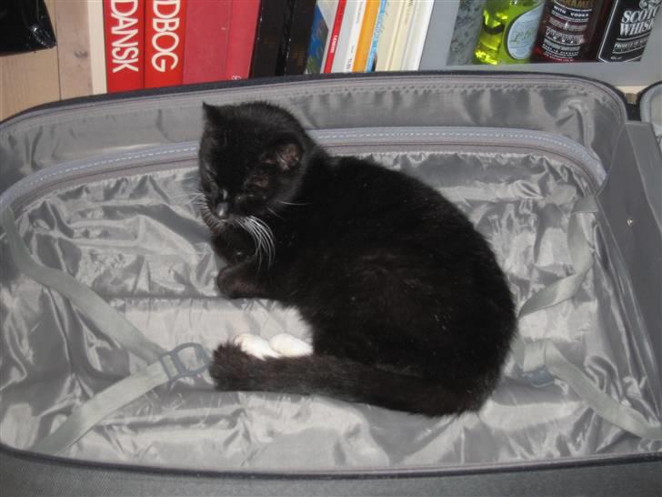 Huskat Mis - Mis i kuffert....alt hvad der bliver lagt på gulvet skal Mis helst sove i :-) billede 1