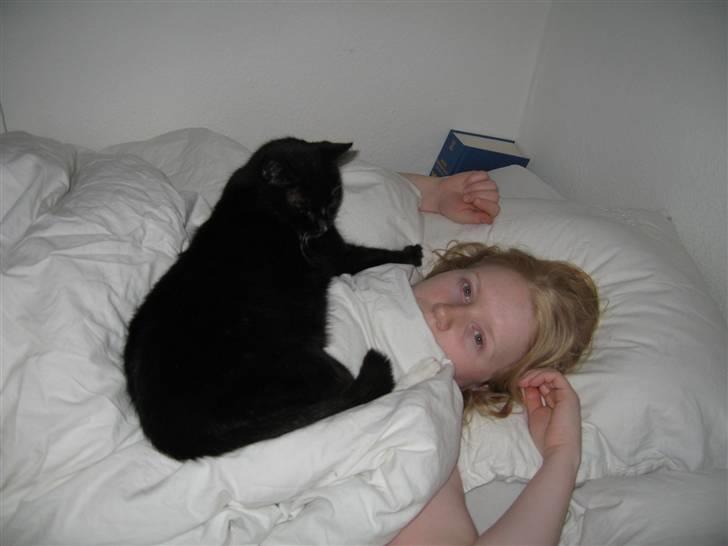 Huskat Mis - Mis og jeg deles altid om min side af sengen. billede 2