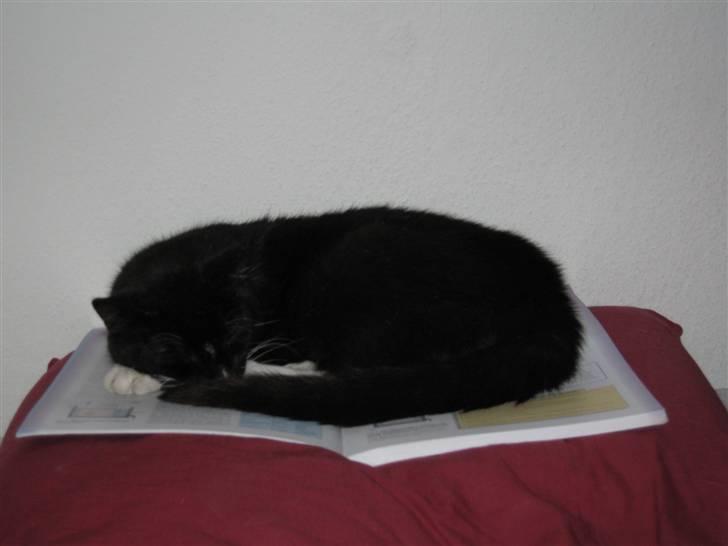 Huskat Mis - Hov der var en bog jeg ku ligge at putte sove på. billede 4