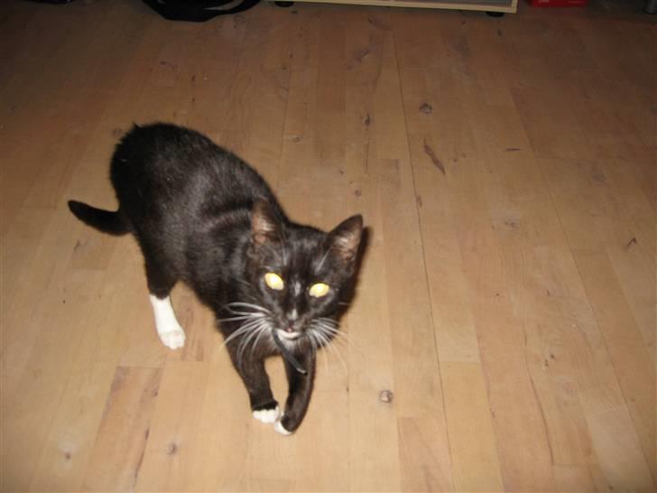 Huskat Mis - Er det mig du tager billede af nu? billede 5