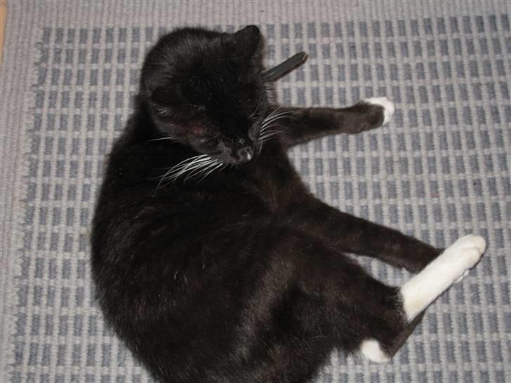 Huskat Mis - Mis på måtte i gangen. billede 6