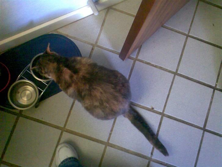 Huskat Fille billede 7